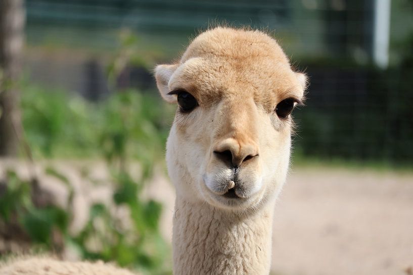 Animals and Nature by Lennart Mans