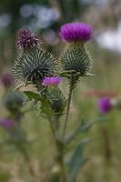distel