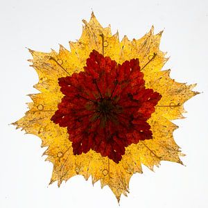 Kaléidoscope de feuilles d'automne.
