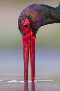 Porträt des trinkenden Schwarzstorchs (Ciconia nigra)