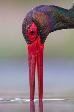 Portrait of Drinking Black Stork (Ciconia nigra) by Nature in Stock