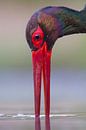 Portrait of Drinking Black Stork (Ciconia nigra) by Nature in Stock thumbnail