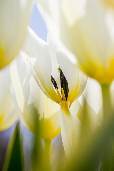 Tulp met inkijk von Arjan van der Beek