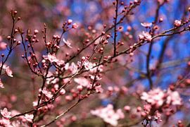 L'éveil du printemps