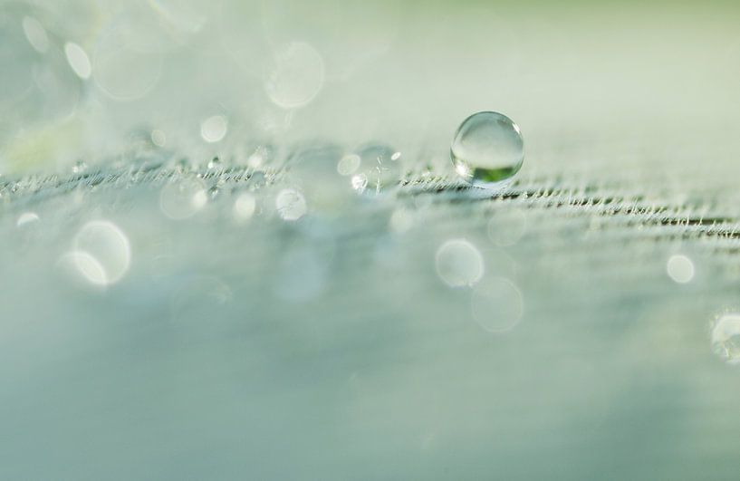 water drop on a feather by Remco loeffen