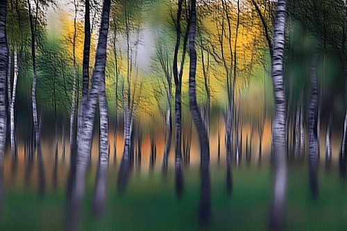 De magie van het bos