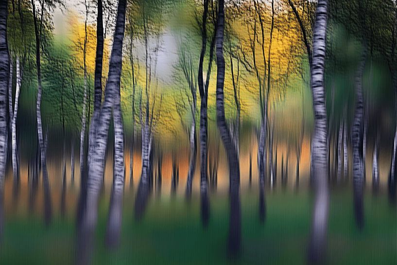 La magie de la forêt par Ton Kuijpers