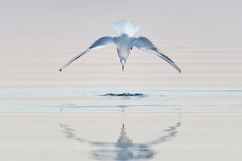 Meeuw in duikvlucht, met reflectie