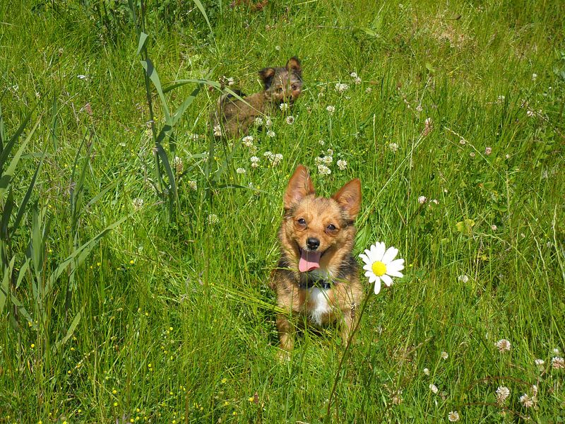 Miss Ella et son Gigidi par Diana van't Goor