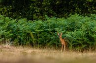 Ree vanuit de varens van Richard Guijt Photography thumbnail