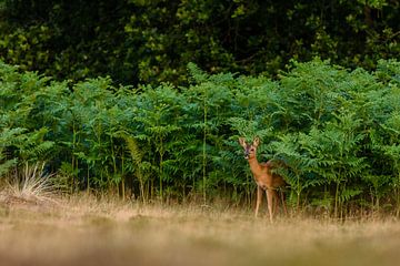 Roe deer from the ferns