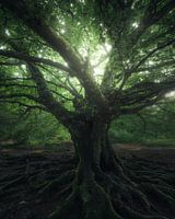 The Elder