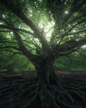 The Elder