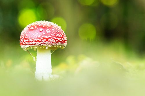 Champignon, rouge à points blancs (automne)