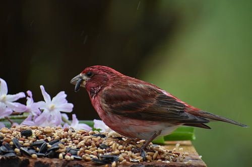 Een vink bij de feeder in het voorjaar