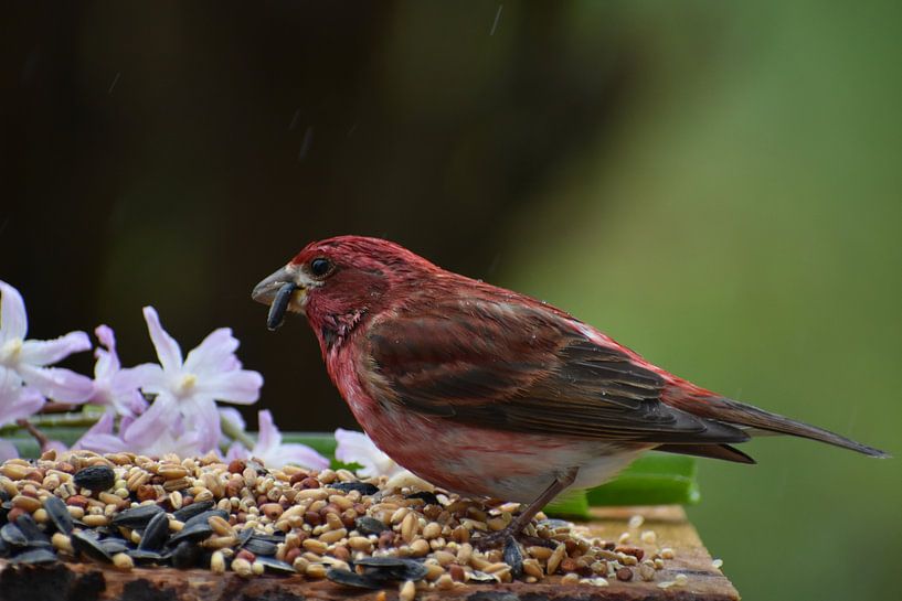A finch at the feeder in spring by Claude Laprise