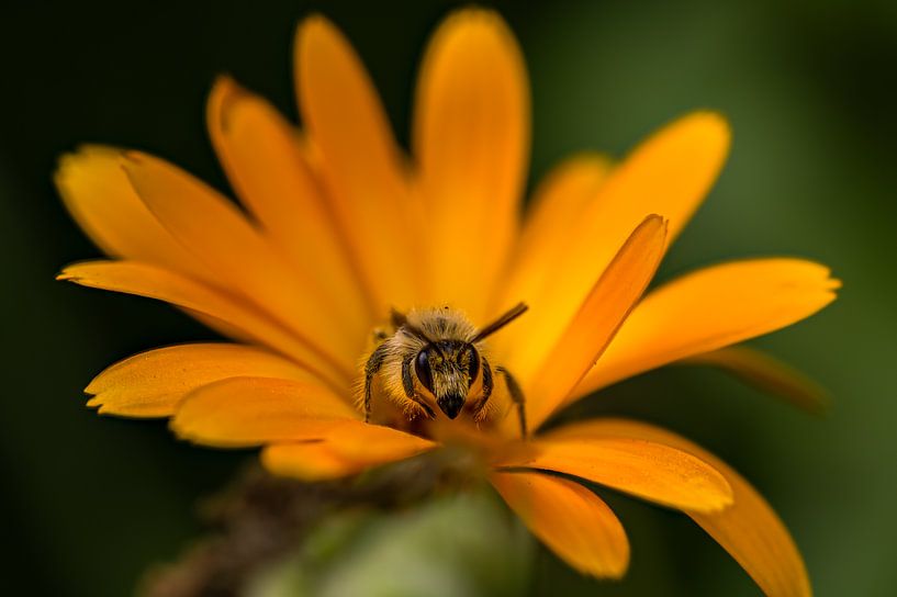 Erwachende Biene auf Ringelblume 5 von Kees Goethart
