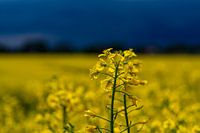 Rape blossom after the thunderstorm rain