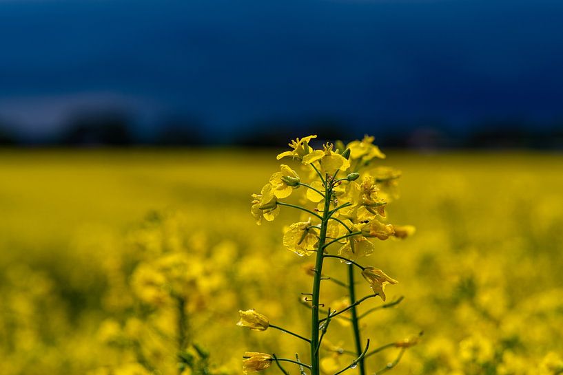 Le colza fleurit après les orages. par Felix Marx
