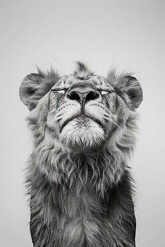 Tired lion in black and white