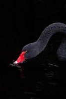 Black swan