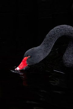 Zwarte zwaan van Piet Hein Schuijff