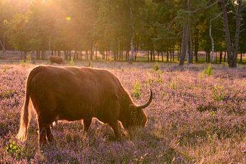 Hooglanders in een zonsondergang boven een heidelandschap van Sjoerd van der Wal Fotografie