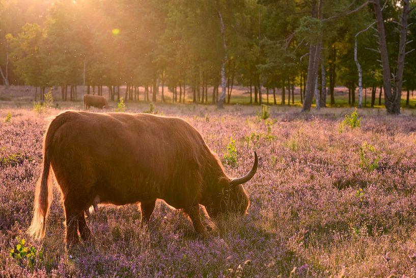 Highland cattle in a sunset over a heather landscape by Sjoerd van der Wal Photography