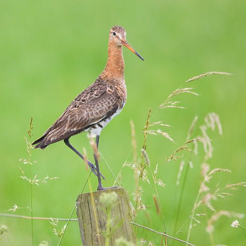 Parmantige grutto