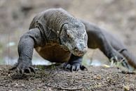 Komodovaraan van Peter Vruggink thumbnail