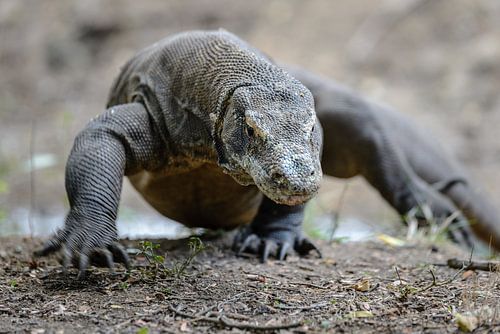 Komodo dragon