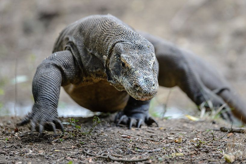 Komodovaraan van Peter Vruggink