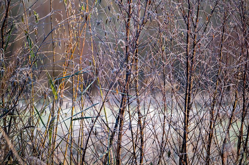 Abstract nature by Erwin van Eijden