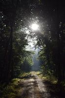 Sonnenstrahlen