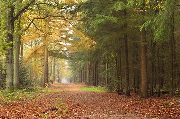 Forêt d'automne sur Corinne Welp