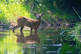 Kreuzung junger Rehbock von Robbie Nijman