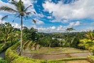 Rijstvelden van Jatiluwih Bali par Lex van Doorn Aperçu