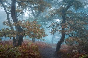 Pass nach Ashmerwood