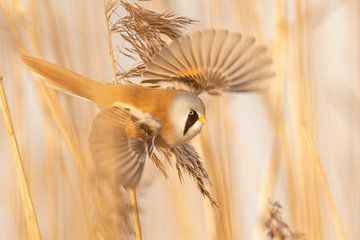 baardmannetje in het riet van Erik Veldkamp