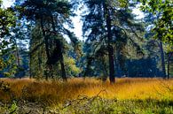 Gelaagd boslandschap van Willem Laros | Reis- en landschapsfotografie thumbnail