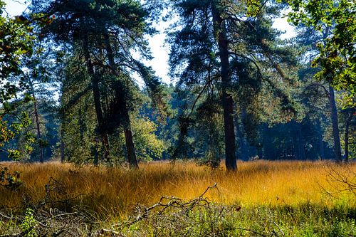 Gelaagd boslandschap