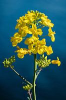 Jaune éclatant contre bleu marine