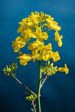 Radiant Yellow against Sea Blue by Kim Heilema Fotografie