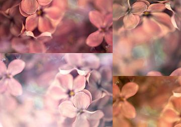 facettes sur fantasina