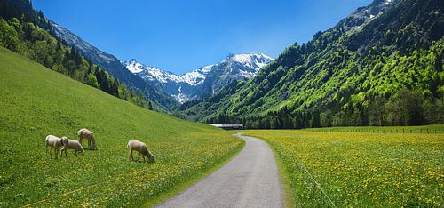 Kudde schapen in het Trettachdal bij Oberstdorf