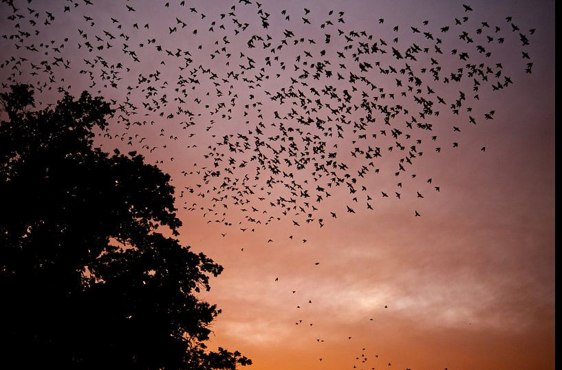 Flock of birds by Leon Hafner