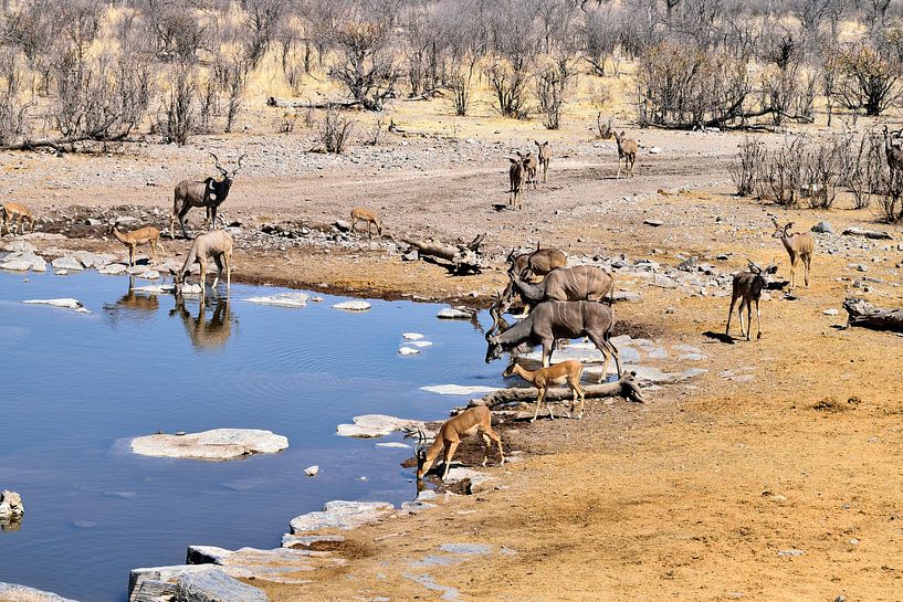 Kudu und Impala an der Wasserstelle von Merijn Loch
