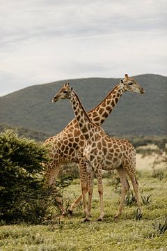 Croisement de girafes en Namibie sur Leen Van de Sande