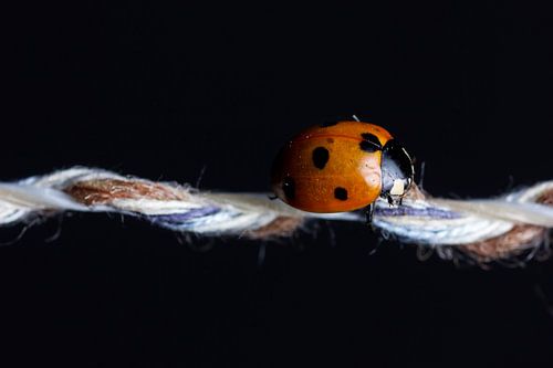 La coccinelle court le long d'une ficelle