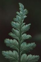 Green leaf